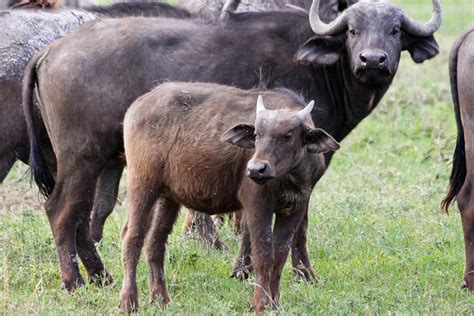 cape buffalo facts animal facts encyclopedia