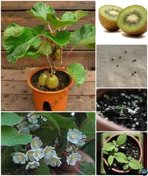 grow kiwi  seeds instructions plants growing vegetables fruit