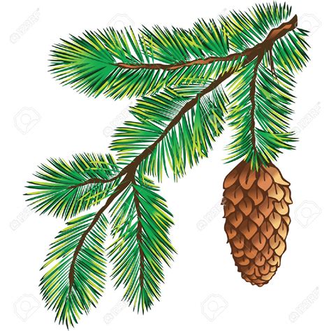 evergreen branch clipart clipground