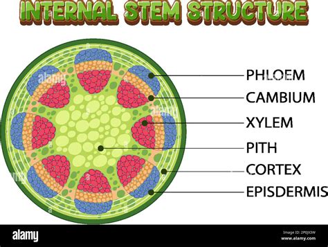 internal structure  stem diagram illustration stock vector image art alamy