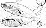 Whale Baleia Ballenas Ballena Ausmalbild Orca Whales Azules Baleine Blauwale Desenhar Zwei Lapiz Blauwal Jorobadas Paginas Disimpan sketch template