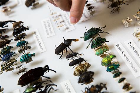 entomologist couple donates world class insect collection  asu asu  access excellence