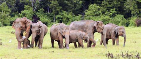 asian elephants sunday observer