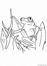 Frog Coloring Pages Tree Red Coloring4free Eye Tadpole Eyed Surinam Frogs Getcolorings Related Posts Getdrawings Drawing Color Parentune Printable Books sketch template