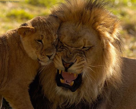 lion    lions photo  fanpop