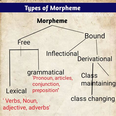 morphology definition types function  morpheme englishfn