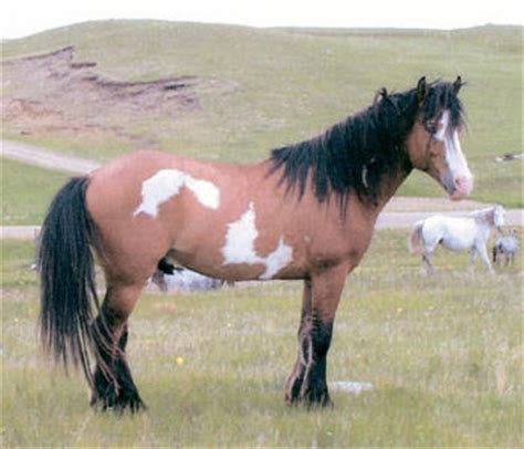 nokota horse