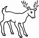 Deer Coloring Pages Leisure Enjoyable Totally Activity Time Cartoon Print sketch template