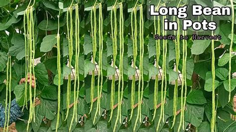 How To Grow Long Bean In Pots At Home Seeds To Harvest Easy For