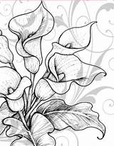 Calla Lilies Colouring sketch template
