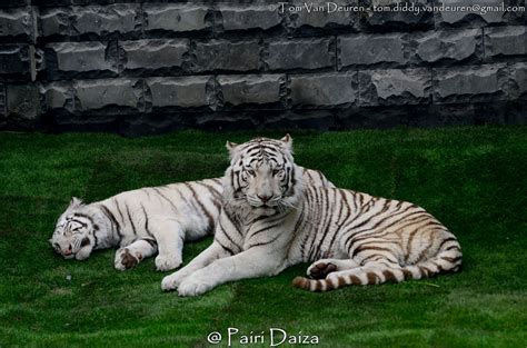 witte bengaalse tijger panthera tigris tigris white royal bengal