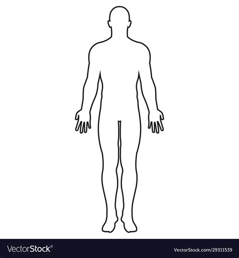 human body icon outline royalty  vector image