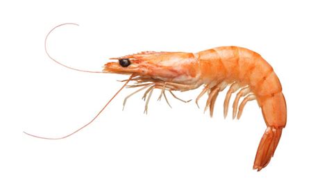 People With Shrimp Allergies Should Avoid Taking Glucosamine