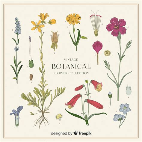 vector vintage botanical flower collection