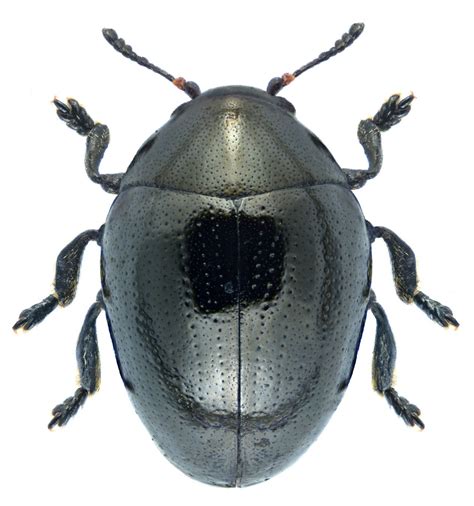 oomorphus concolor uk beetles