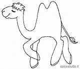Colorear Desierto Cammelli Camello Colorat Disegni Colorare Camel Camellos Chameaux Bambini Imagini Camile Planse Desiertos Alegre Colorea Coloriages Gifgratis Cartoni sketch template