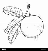 Guava Clipart Bayabas Drawing Leaf Simple Line Vector Coloring Hand Fruit Stock Book sketch template