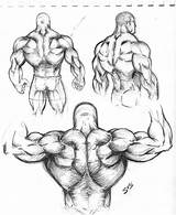 Muscle Muscular Sketch Back Drawing Study Anatomy Arm Bodybuilder Body Human Musculos Drawings Dibujo Cuerpo Muscles Sketches Dibujos Draw Deviantart sketch template
