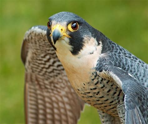 peregrine falcons hacked  tallahasseecom community blogs