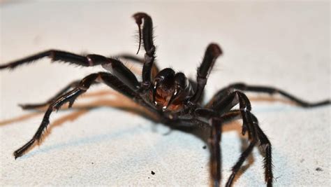 funnel web spiders   move warns australian reptile park