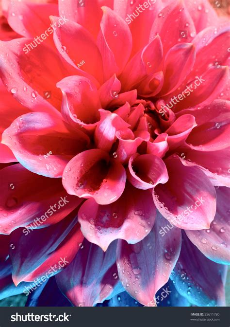 Beautiful Lotus Flower Under The Blue And Red Light Stock