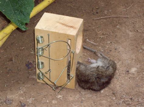 filerat caught   rat trapjpg wikimedia commons