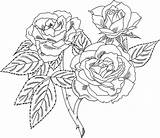 Coloring Roses Pages Rose Printable Artikel Bestcoloringpagesforkids Von Adult sketch template