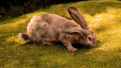 continental giant rabbit lifespan cost breeds and for sale