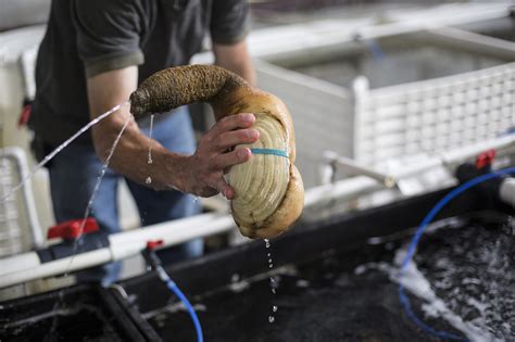 follow a geoduck the world s most nsfw seafood from mud to plate