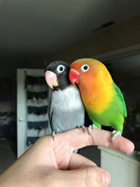 colorful parrot finds  goth girlfriend theyre   favorite lovebirds exotic birds