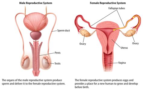 The Reproductive System Ellie Rippel