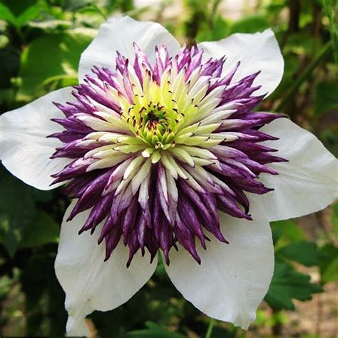 Vine Clematis Potted Clematis Garden Flowers No The Clematis Bulbs 50
