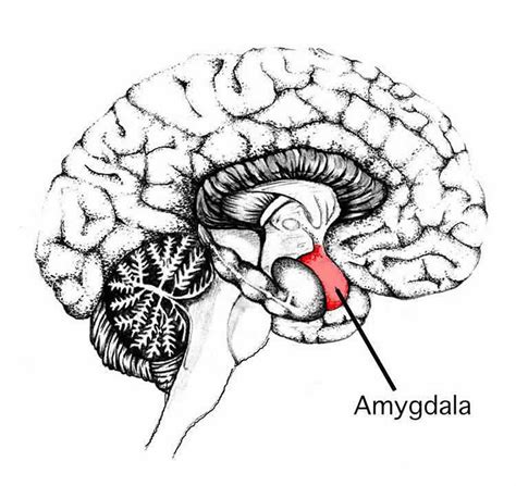 amygdala   male patients  schizophrenia  bipolar