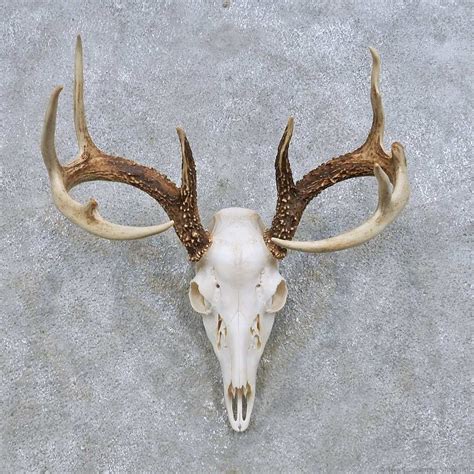 Whitetail Deer Skull European Mount For Sale 14648 The Taxidermy