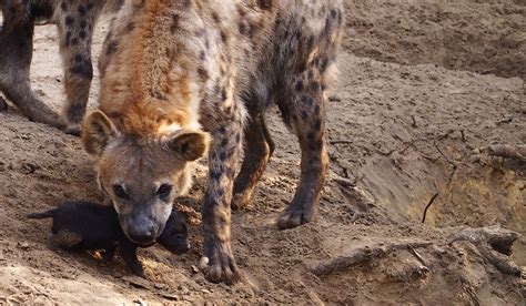 safaripark beekse bergen blij verrast met de bijzondere geboorte van twee gevlekte hyenas
