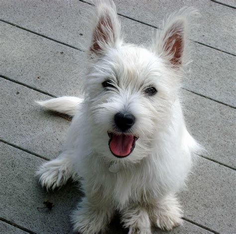 west highland white terrier dog breed info pic