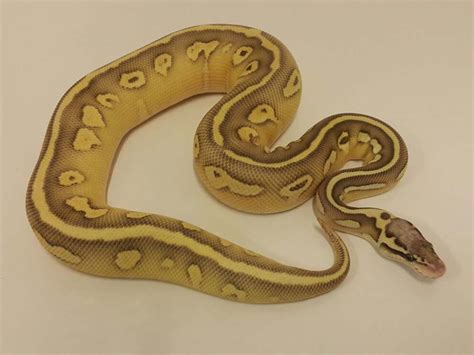 harlequin lesser super pastel morph list world  ball pythons