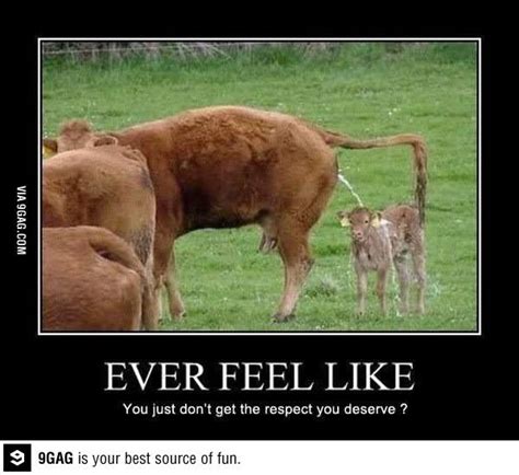 i do i really do cows funny funny cow pictures farm humor