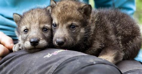 White Wolf Nordic Grey Wolf Pup Twins Born At Norway S