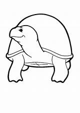 Schildpadden Dieren Tortoise Mewarnai Kura Colorare Schildkrote Penyu Tortue Coloriages Malvorlagen Animasi Bergerak Animaatjes Hare Tartarughe Ausmalbilder Kleurplatenwereld Hares Malvorlagen1001 sketch template