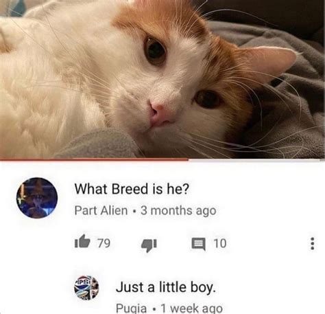 nice cat  breed      boy   meme