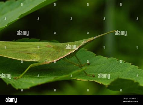 swarming grasshopper  res stock photography  images alamy