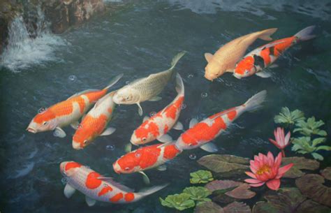 koi fishes   surface photo  wallpaper cute koi fishes   surface pictures