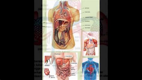 Anatomi Tubuh Manusia Youtube