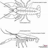 Crayfish Nervous Aquariumbreeder sketch template