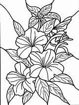 Coloring Pages Flower Printable Kids Hibiscus Flowers Book Colouring Bestcoloringpagesforkids Fun Sheets sketch template