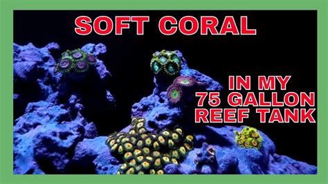 soft coral  gallon reef tank coral update youtube