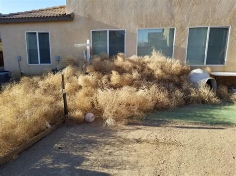 sea of tumbleweeds buries california town trapping residents in