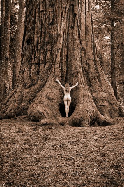 sequoia meditation iv