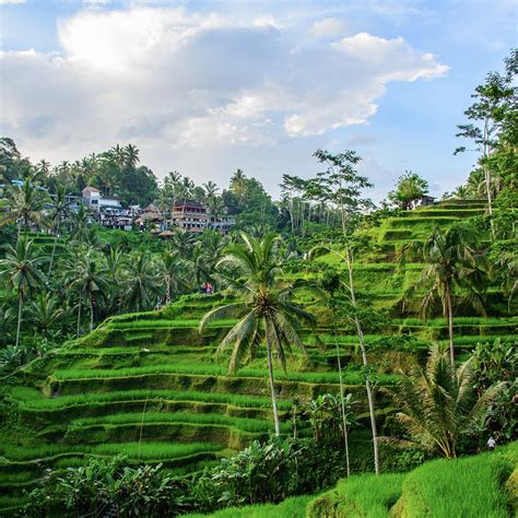 Discover The Charm Of Tegallalang Rice Terrace In Ubud Indonesia Travel